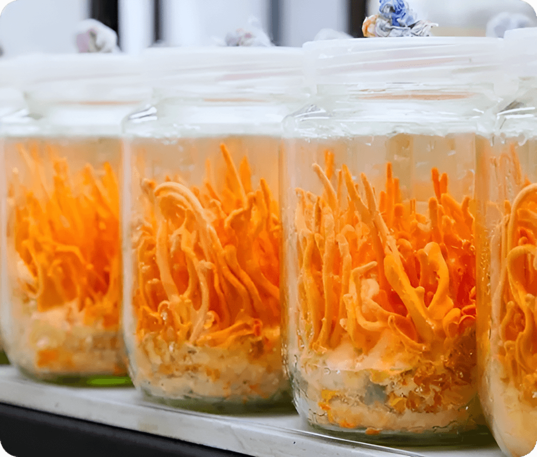 Cordyceps Militaris mushrooms