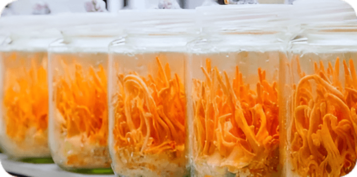 Cordyceps Militaris mushrooms