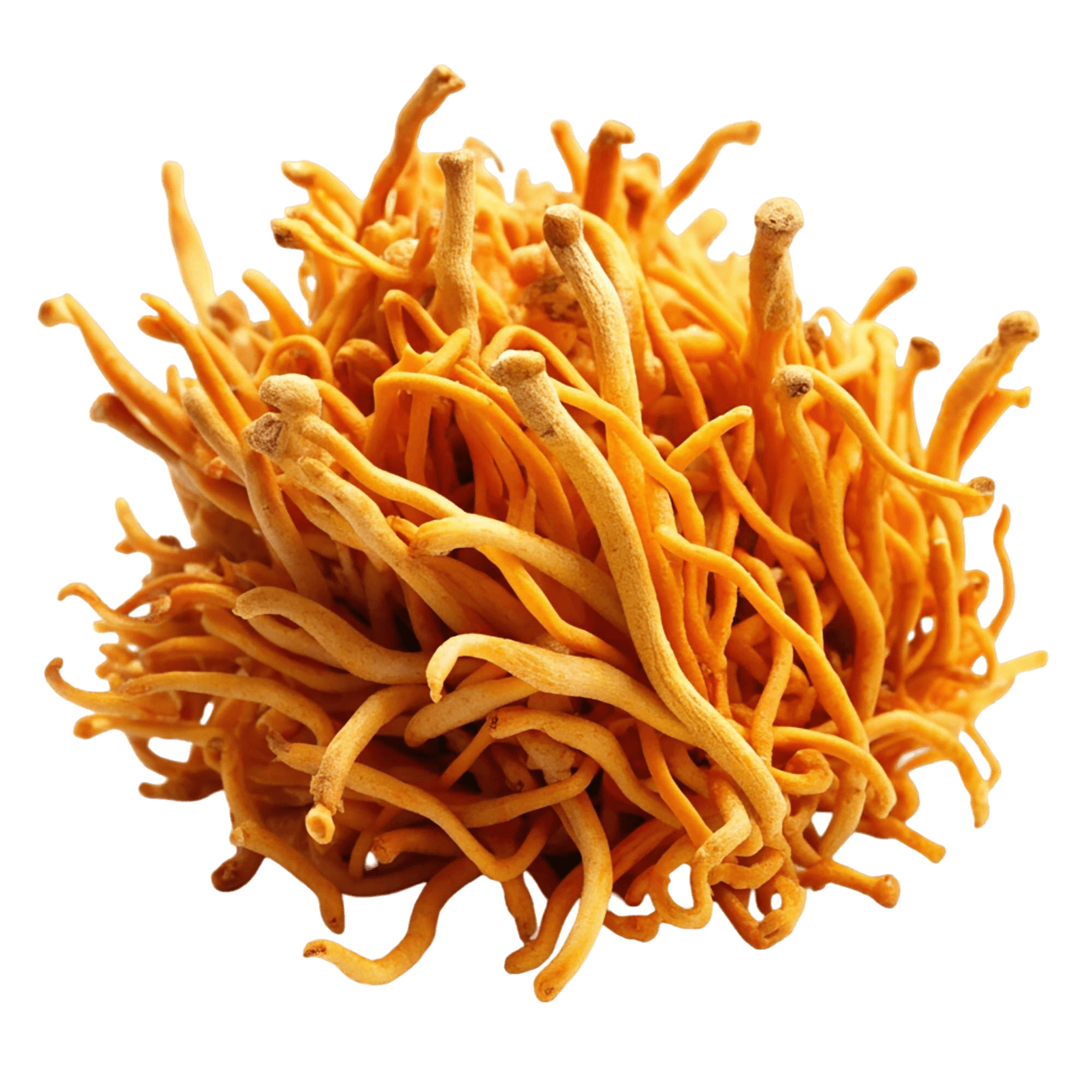 Cordyceps Militaris mushrooms