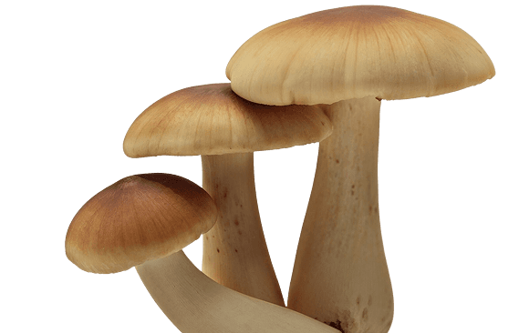 Cordyceps Militaris mushrooms