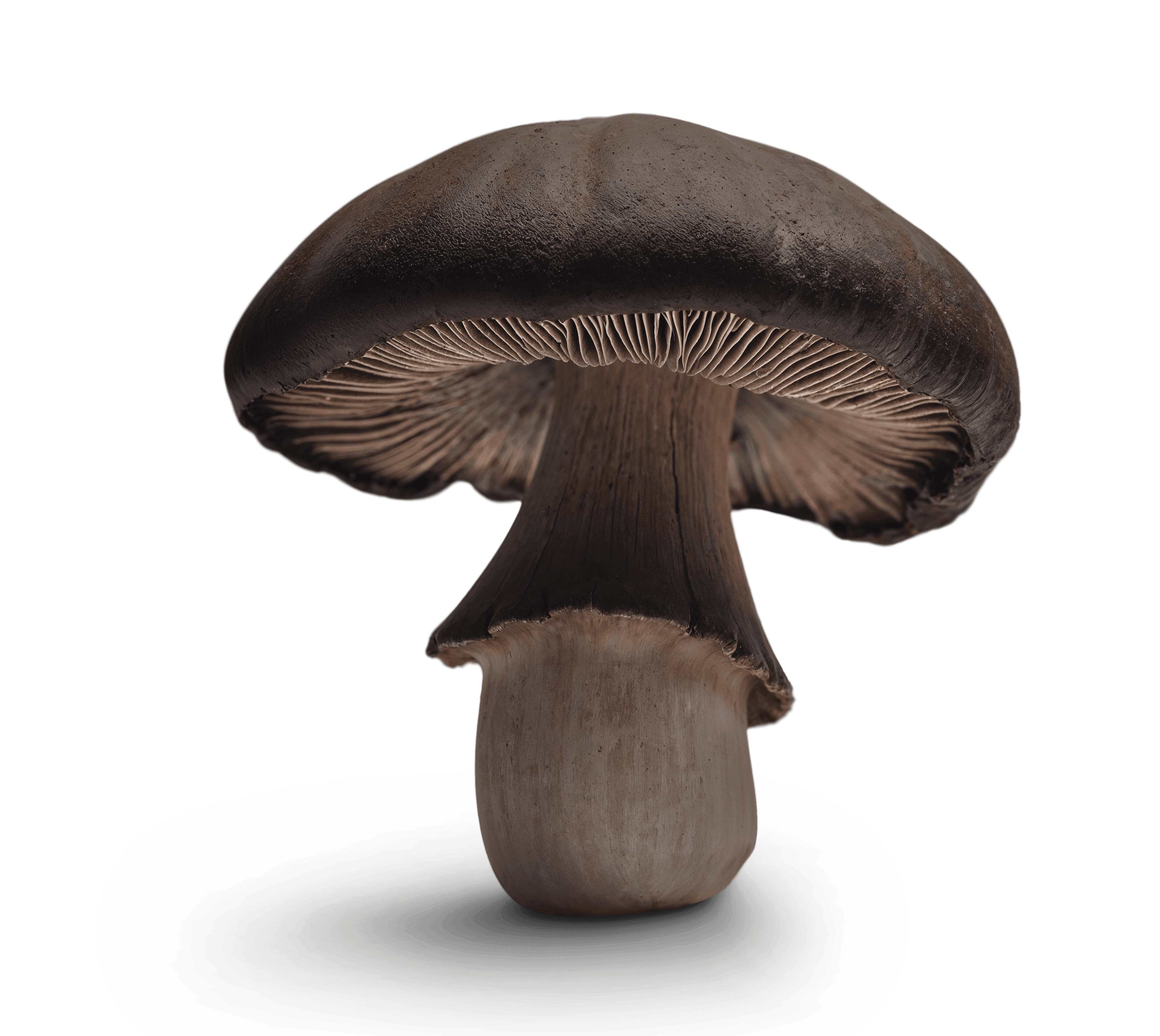 mushroom