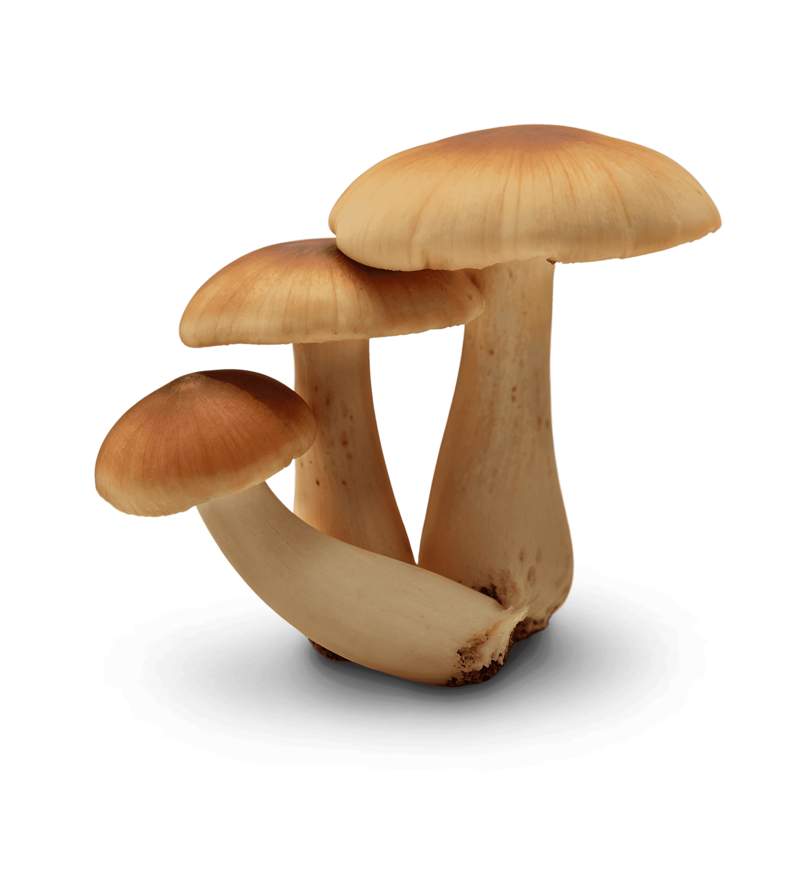 mushroom